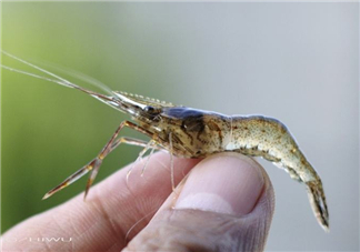 河蝦可以養(yǎng)殖嗎？河蝦怎么養(yǎng)才不會死？