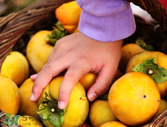 懶柿子幾月熟？哪種柿子適合做懶柿子？