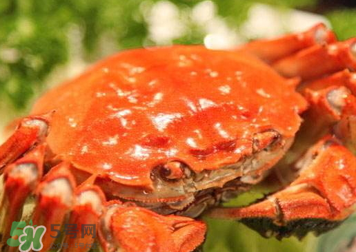 啤酒蒸大閘蟹怎么做？啤酒蒸大閘蟹做法步驟