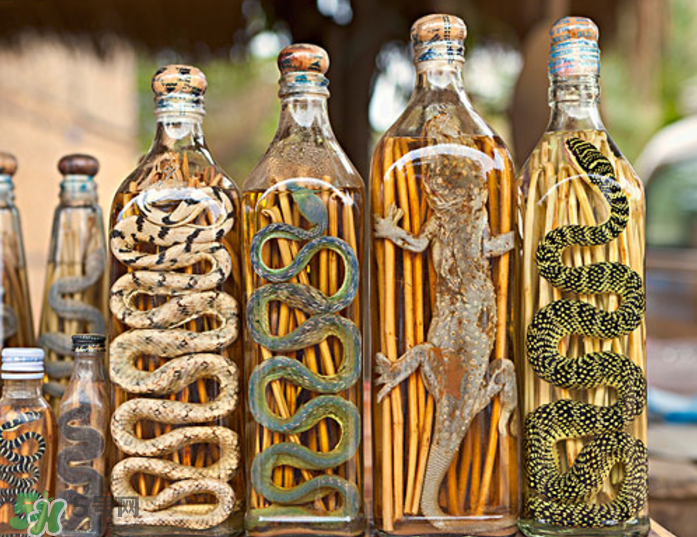 毒蛇泡在酒里為什么不死？毒蛇泡酒不死是什么原因？