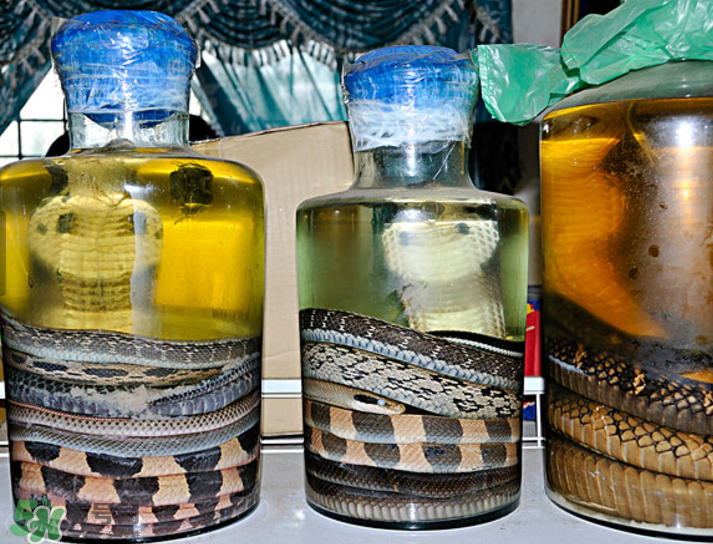 毒蛇泡在酒里為什么不死？毒蛇泡酒不死是什么原因？