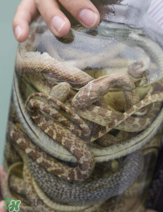 毒蛇泡酒多久才能喝？毒蛇泡酒多久才會(huì)死？