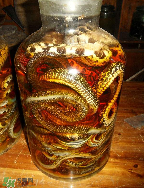 毒蛇泡酒多久才能喝？毒蛇泡酒多久才會(huì)死？