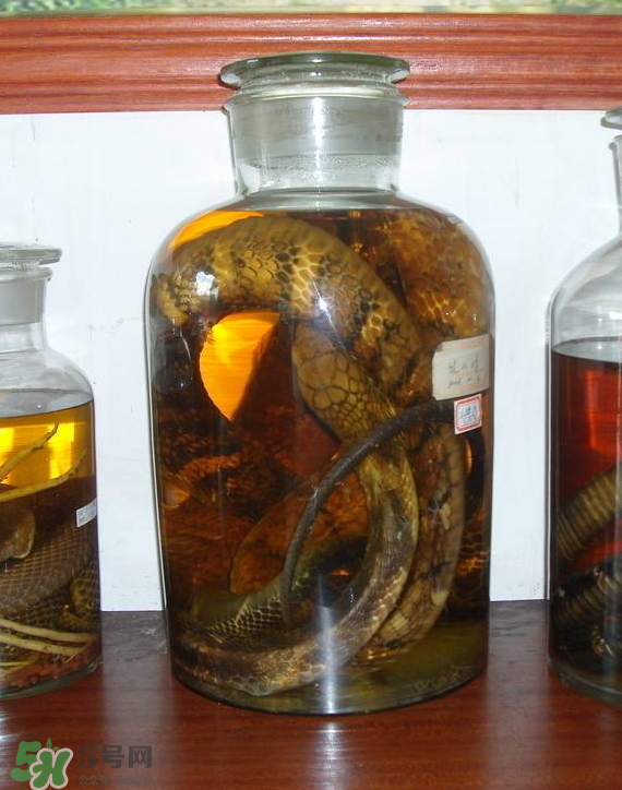 毒蛇泡酒多久才能喝？毒蛇泡酒多久才會(huì)死？