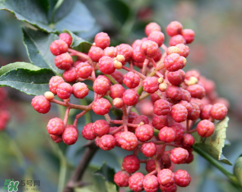 花椒泡腳能治白發(fā)嗎？花椒泡腳白發(fā)能轉(zhuǎn)黑嗎？