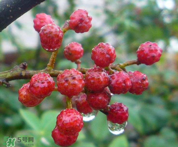 花椒泡腳能祛濕嗎？怎樣用花椒去濕去寒？