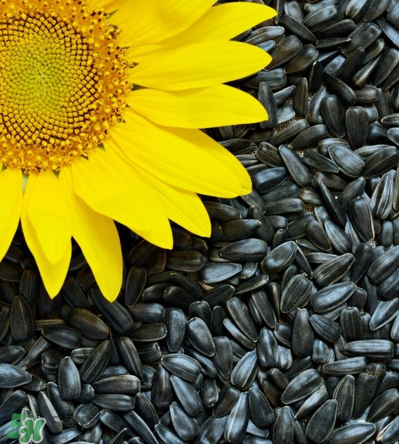 葵花籽是果實還是種子？葵花籽是堅果嗎？