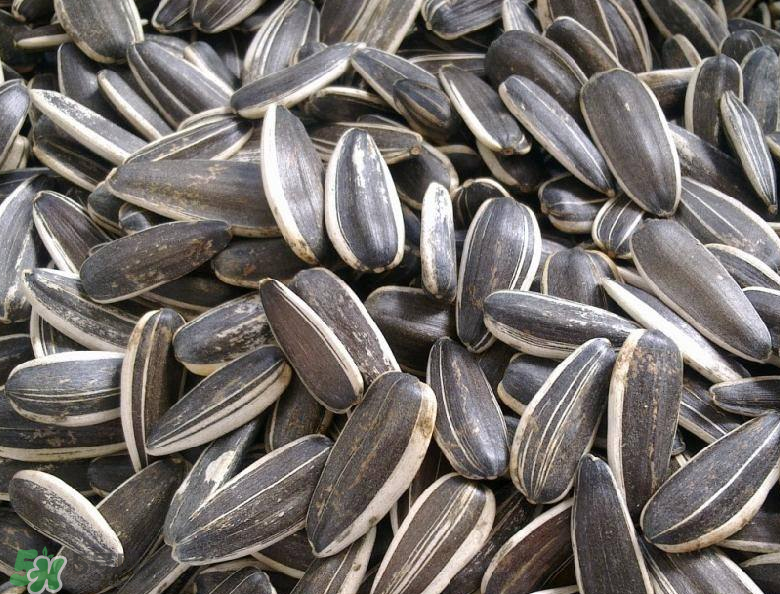葵花籽是發(fā)物嗎？葵花籽致癌嗎？