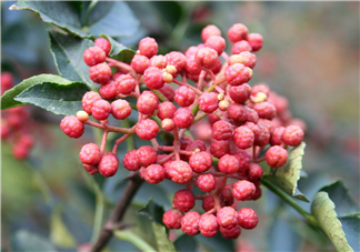 花椒泡腳能祛濕嗎？怎樣用花椒去濕去寒？