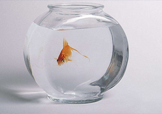 凈化水可以養(yǎng)魚嗎？凈化水可以沖奶粉嗎