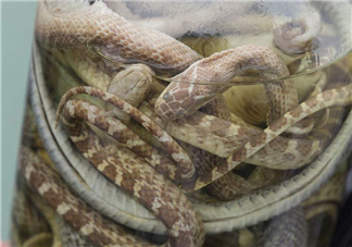 毒蛇泡酒多久才能喝？毒蛇泡酒多久才會(huì)死？