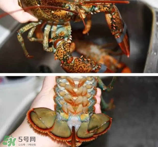 波士頓龍蝦有多大？波士頓龍蝦怎樣去殼