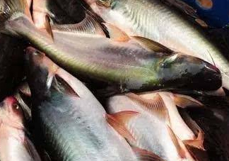 巴沙魚是什么魚？巴沙魚吃什么東西？