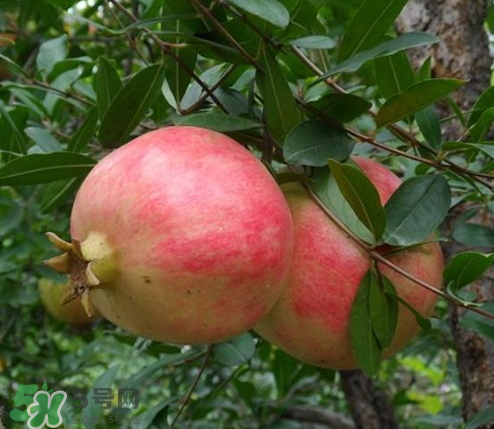 突尼斯石榴哪里產(chǎn)？突尼斯軟籽石榴產(chǎn)地