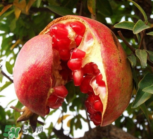 突尼斯石榴哪里產(chǎn)？突尼斯軟籽石榴產(chǎn)地