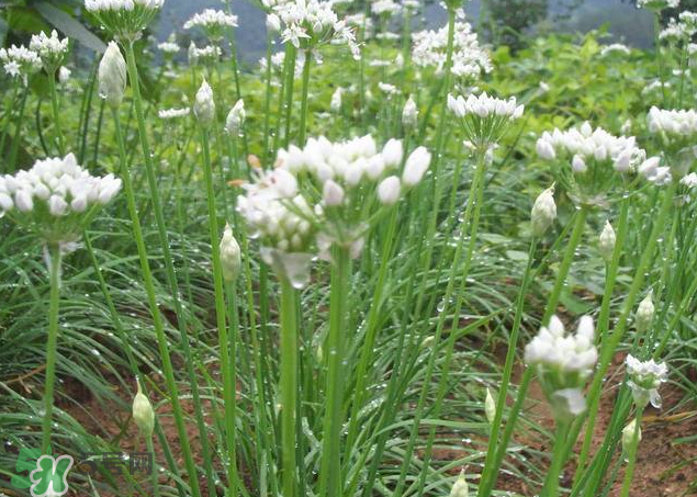 韭菜籽泡水喝有效果嗎？韭菜籽能直接泡水喝嗎？