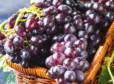 秋天吃什么補(bǔ)氣血_女人秋天吃什么補(bǔ)氣血 秋天吃什么補(bǔ)氣血_女人秋天吃什么補(bǔ)氣血