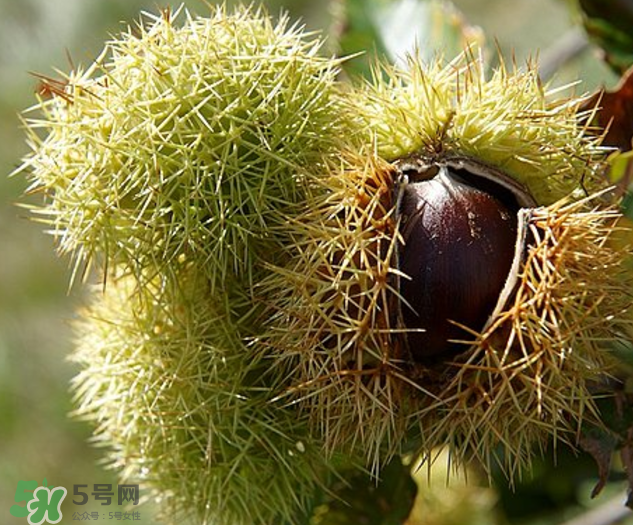 板栗怎么泡酒？板栗泡酒配方推薦