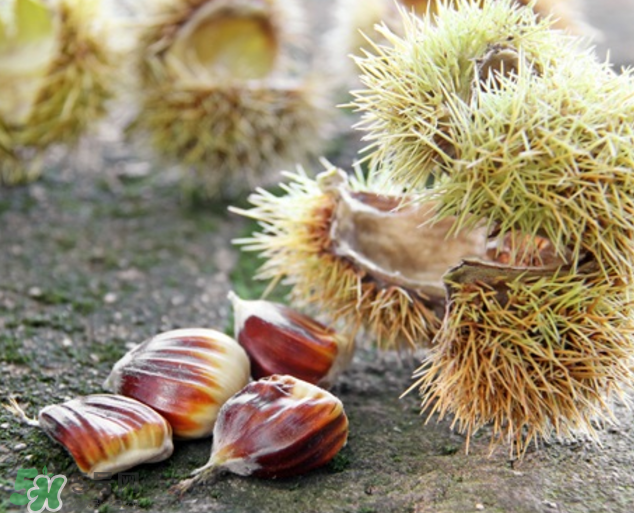 板栗怎么泡酒？板栗泡酒配方推薦