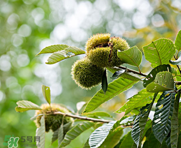 板栗怎么泡酒？板栗泡酒配方推薦
