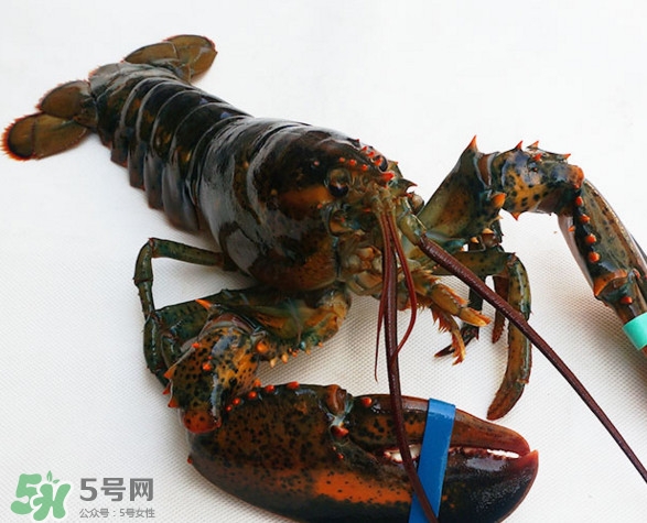 波士頓龍蝦多少錢一斤？波士頓龍蝦怎么做好吃？