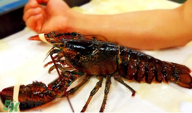 波士頓龍蝦產(chǎn)自波士頓嗎？波士頓龍蝦是哪里的