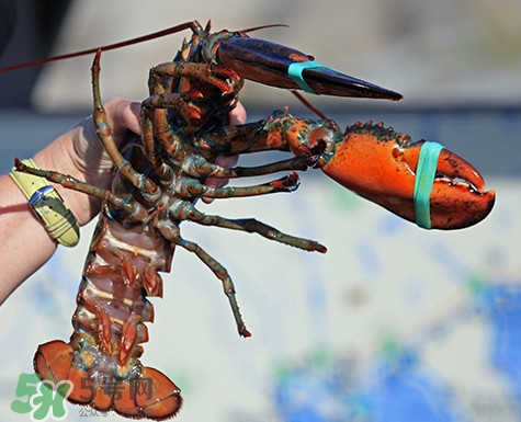 4斤的波士頓龍蝦多少錢？波士頓龍蝦怎么處理