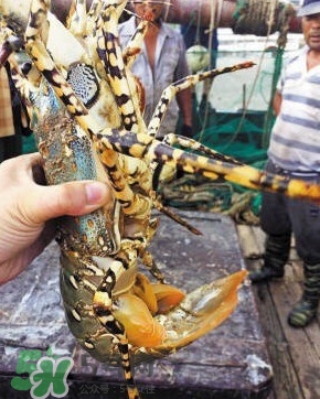 中華錦繡龍蝦是保護(hù)動(dòng)物嗎？中華錦繡龍蝦稀有嗎