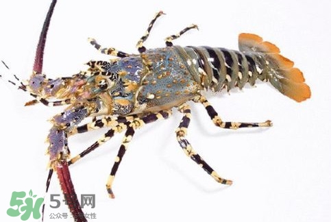 中華錦繡龍蝦多少錢一斤？中華錦繡龍蝦為什么那么貴