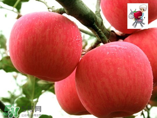 阿克蘇蘋(píng)果什么時(shí)候上市？阿克蘇蘋(píng)果幾月上市？