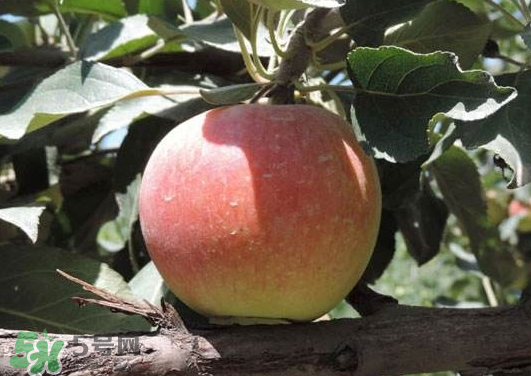 阿克蘇蘋(píng)果什么時(shí)候上市？阿克蘇蘋(píng)果幾月上市？