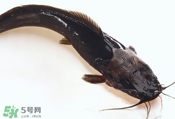 黑魚(yú)厲害還是鯰魚(yú)厲害？黑魚(yú)是世界上最臟的魚(yú)