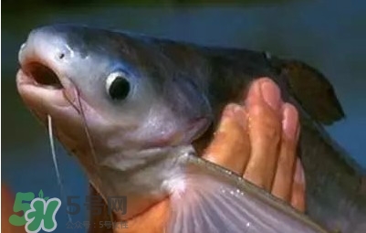 巴沙魚為什么不能吃？巴沙魚多少錢一斤