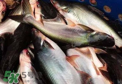 巴沙魚是淡水魚還是海魚？巴沙魚為什么沒有刺