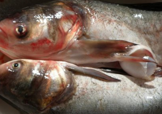 花鰱魚是海鮮嗎？花鰱魚是淡水魚嗎