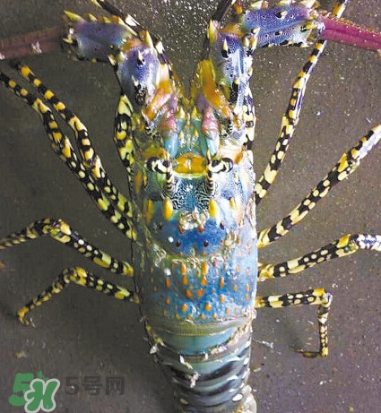 中華錦繡龍蝦可以養(yǎng)殖嗎？中華錦繡龍蝦有毒嗎