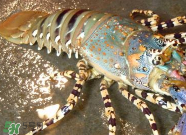 中華錦繡龍蝦是保護(hù)動(dòng)物嗎？中華錦繡龍蝦稀有嗎