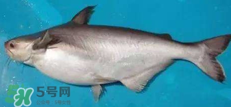 巴沙魚是淡水魚還是海魚？巴沙魚為什么沒有刺