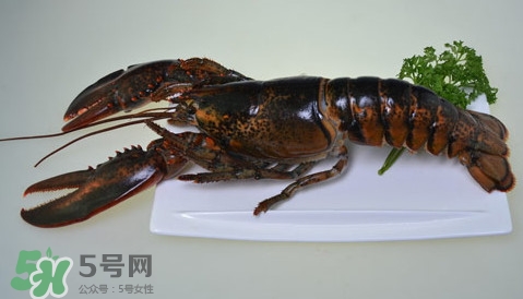 波士頓龍蝦頭能吃嗎？波士頓龍蝦哪里不能吃