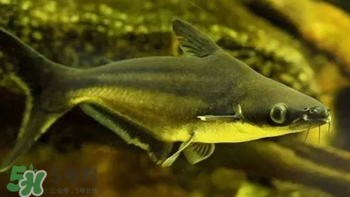 巴沙魚為什么不能吃？巴沙魚多少錢一斤