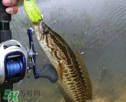 黑魚(yú)厲害還是鯰魚(yú)厲害？黑魚(yú)是世界上最臟的魚(yú)