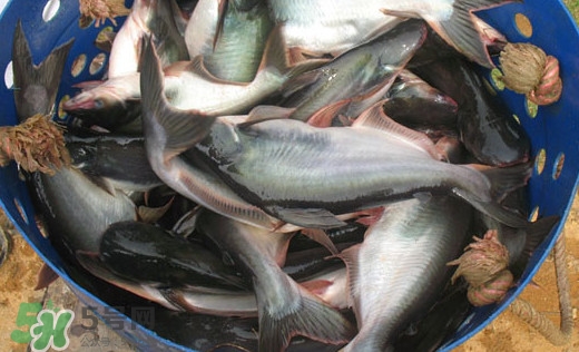 巴沙魚是什么魚？巴沙魚吃什么東西？