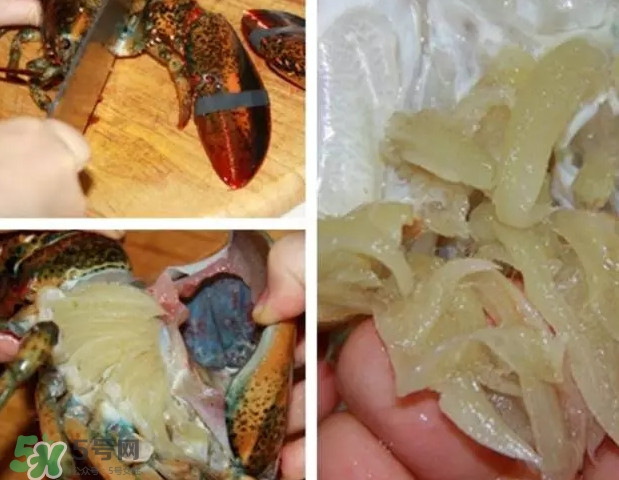 波士頓龍蝦有多大？波士頓龍蝦怎樣去殼