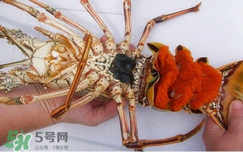 中華錦繡龍蝦可以養(yǎng)殖嗎？中華錦繡龍蝦有毒嗎