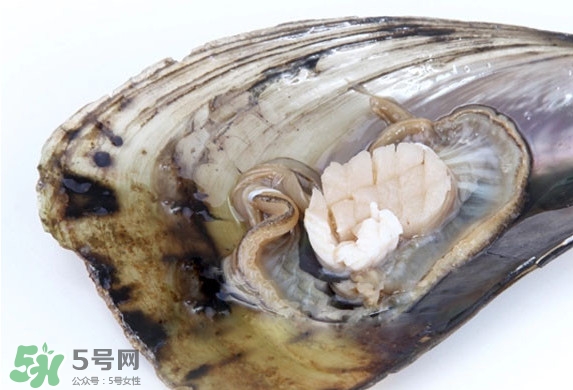 帶子是扇貝嗎？帶子和扇貝哪個(gè)好吃