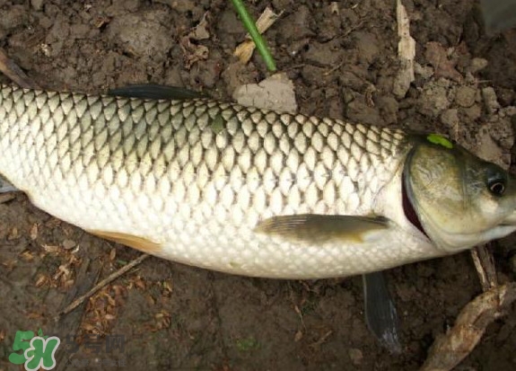 黑魚和草魚哪個(gè)好吃？黑魚不適合什么人吃