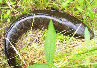 黑魚和草魚哪個(gè)好吃？黑魚不適合什么人吃