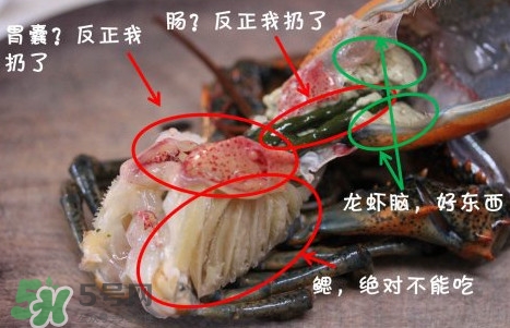 波士頓龍蝦頭能吃嗎？波士頓龍蝦哪里不能吃