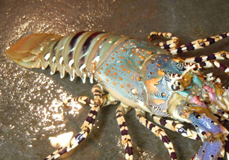 中華錦繡龍蝦是保護(hù)動物嗎？中華錦繡龍蝦稀有嗎