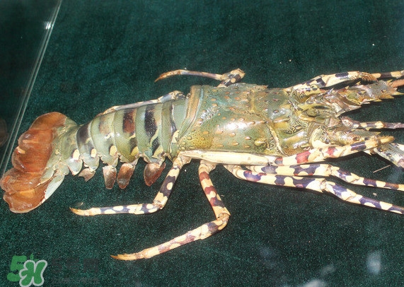 中華錦繡龍蝦多少錢一斤？中華錦繡龍蝦為什么那么貴